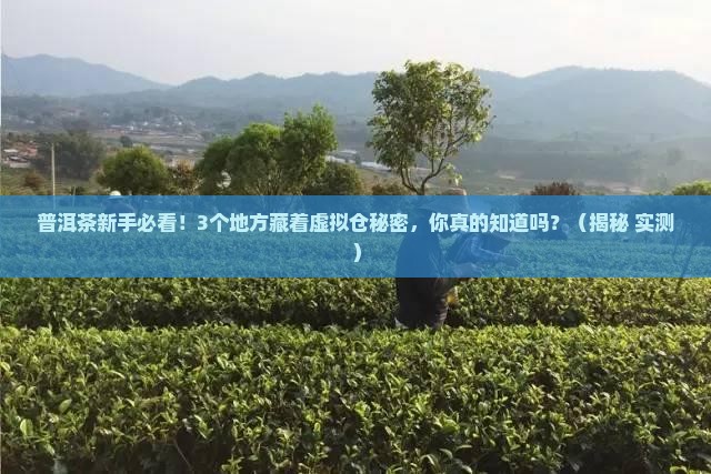 普洱茶的虚拟仓在哪里