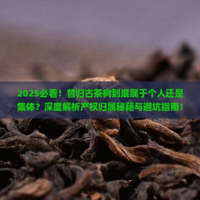 昔归古茶树属于个人吗
