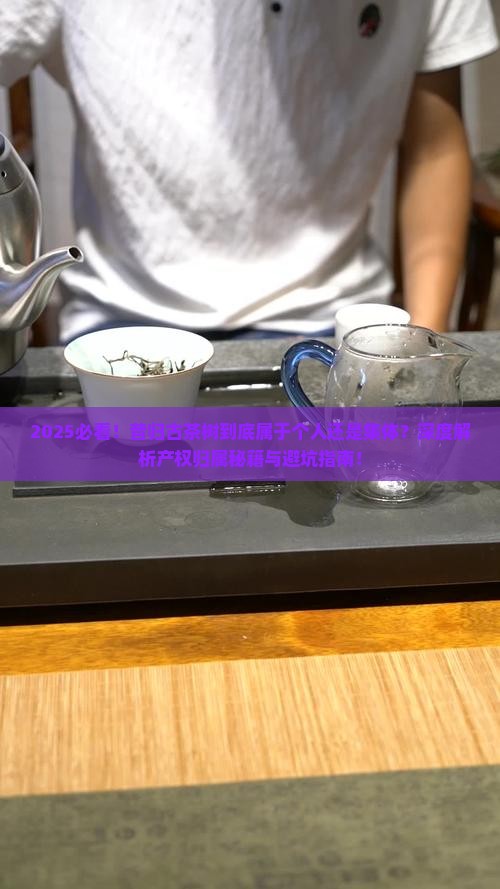 昔归古茶树属于个人吗