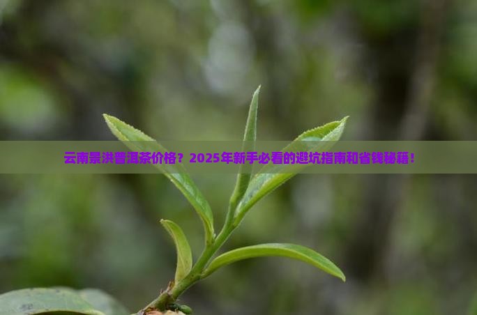 云南景洪普洱茶价格