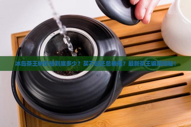 诚弘冰岛茶王树价格