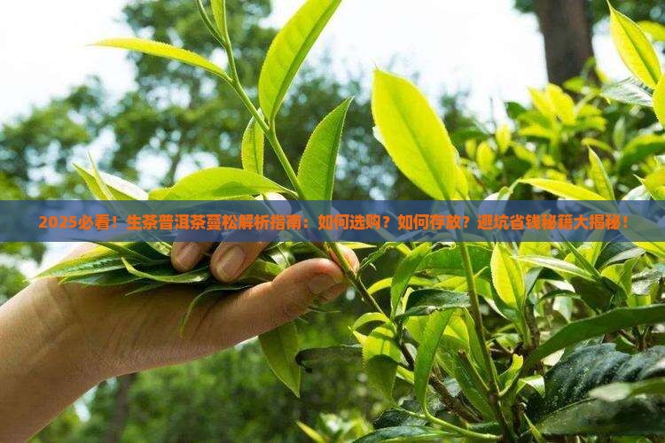 生茶普洱茶蔓松
