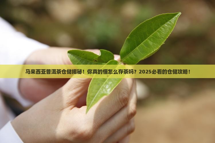 马来西亚普洱茶仓储