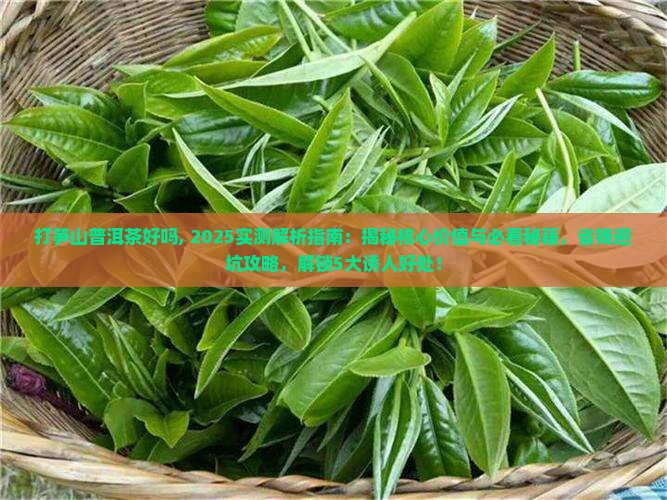 打笋山普洱茶好吗