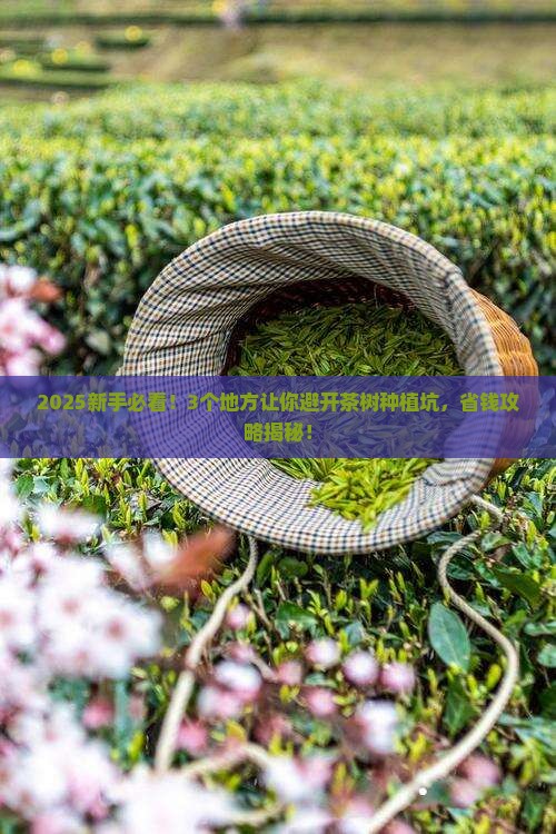 茶的生长条件地理