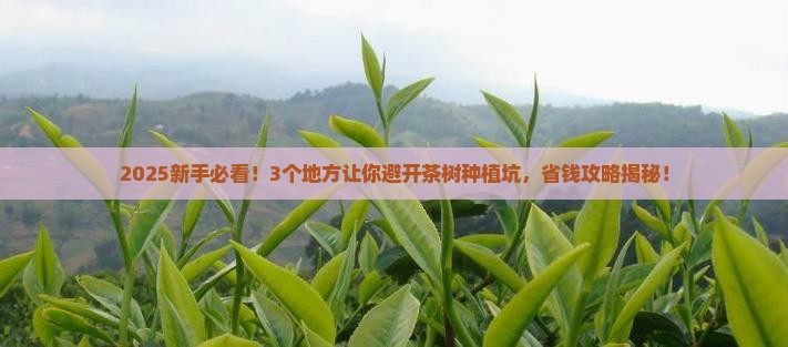 茶的生长条件地理
