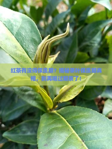 红茶有没得保质期