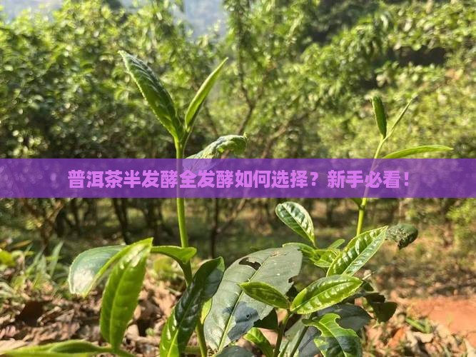 普洱茶半发酵全发酵