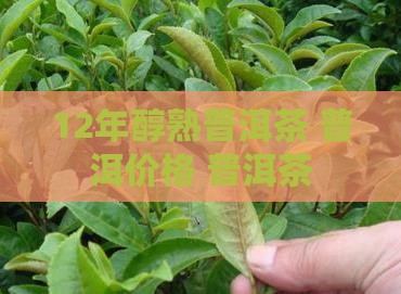 12年醇熟普洱茶