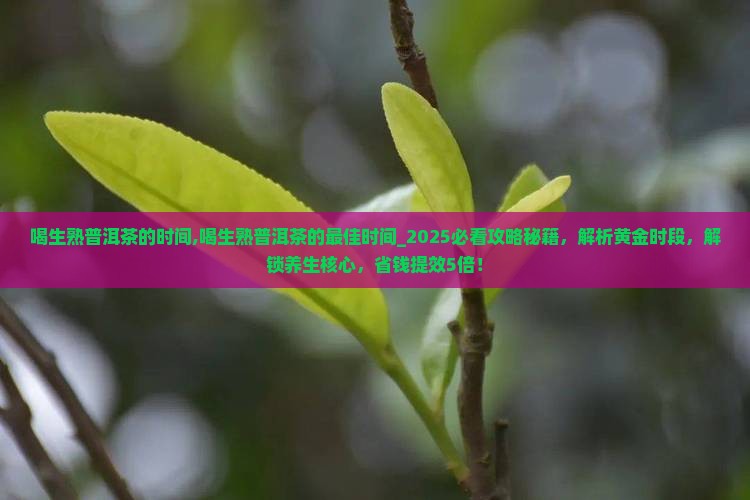 喝生熟普洱茶的时间