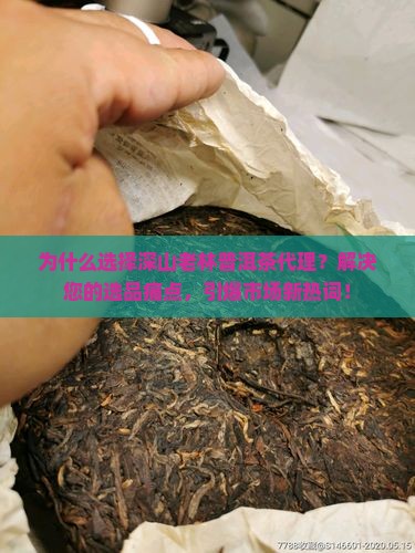 深山老林普洱茶代理