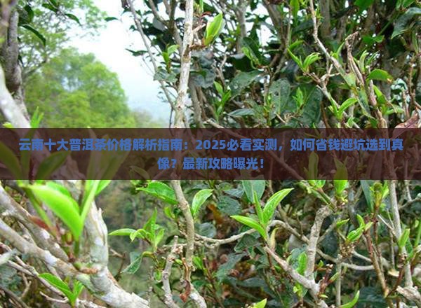 云南十大普洱茶多少钱