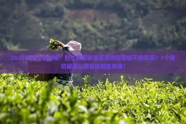 野生螃蟹脚普洱茶饼