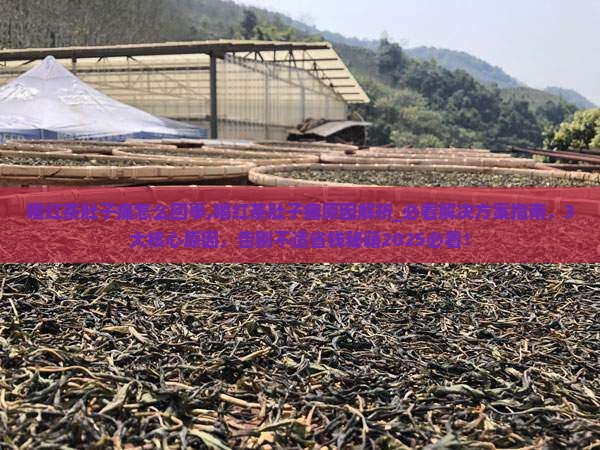 喝红茶肚子痛怎么回事