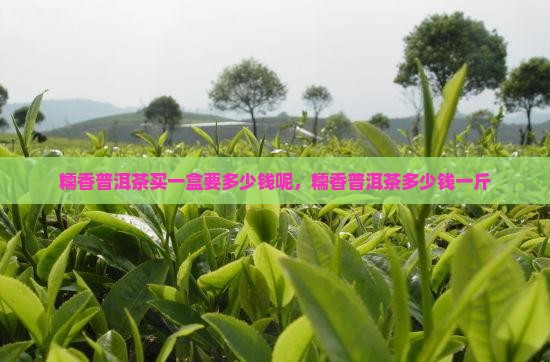 糯香普洱茶买一盒要多少钱呢