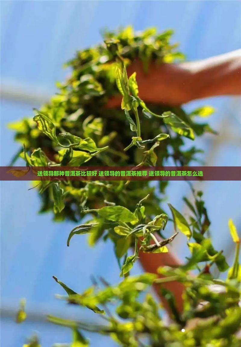 送领导那种普洱茶比较好