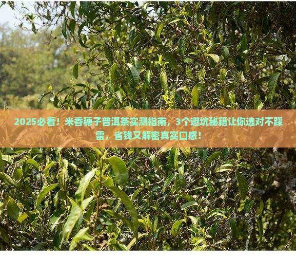 米香穗子普洱茶