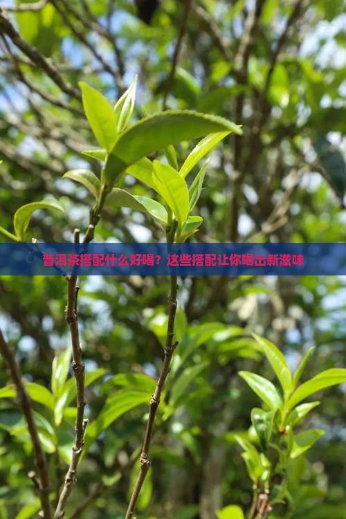 普洱茶搭配什么好喝