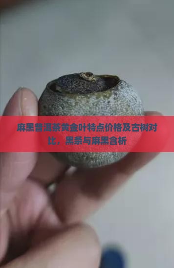 麻黑普洱茶黄金叶
