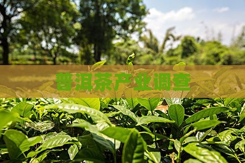 普洱茶产业调查