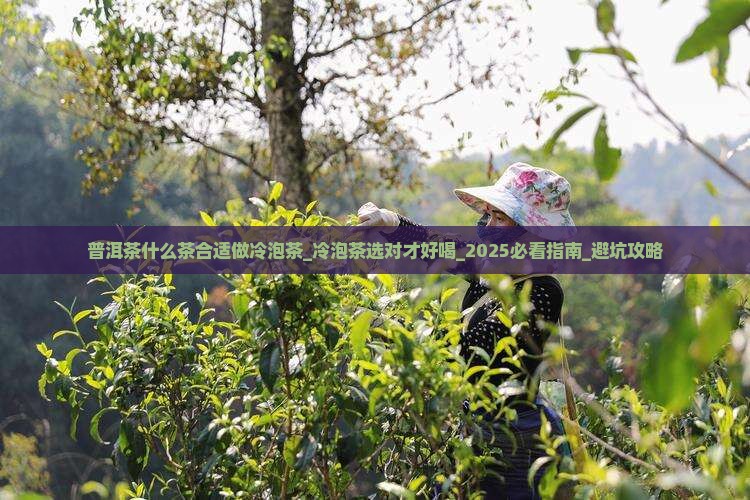 普洱茶什么茶合适做冷泡茶