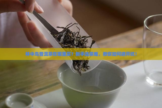 林中鸟普洱茶在哪里买