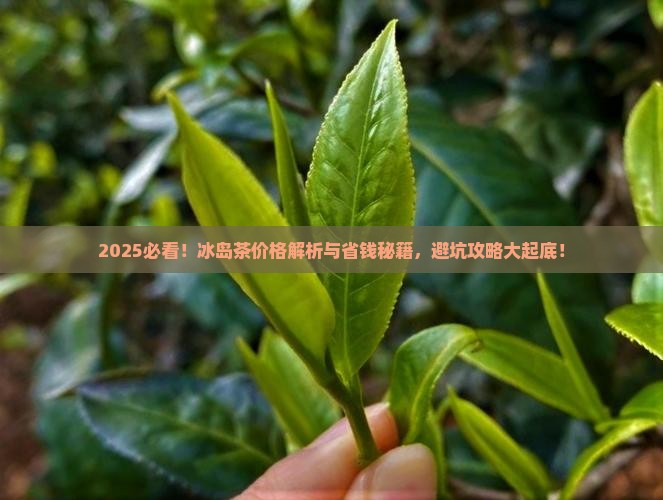 真正的冰岛茶价格