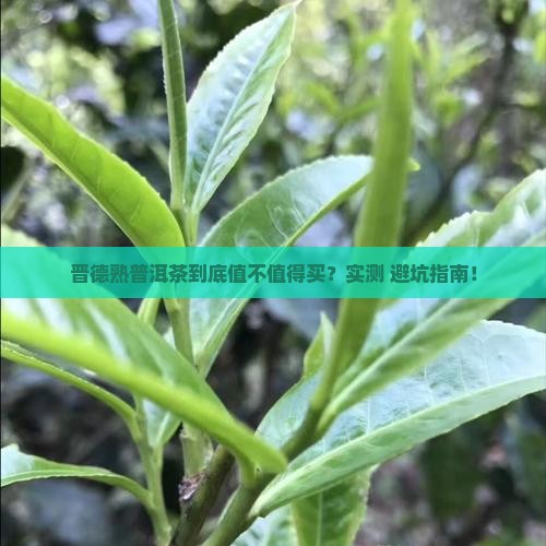 晋德熟普洱茶怎么样啊