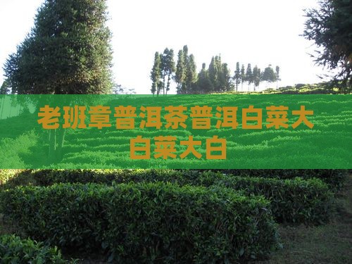 勐海县布朗山老班章白菜