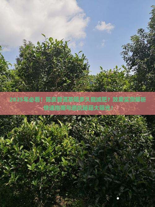 陈皮普洱茶喝多久能减肥