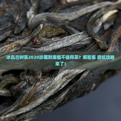 冰岛古树茶2020珍藏