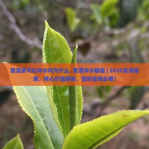 普洱茶可以冲水吗为什么