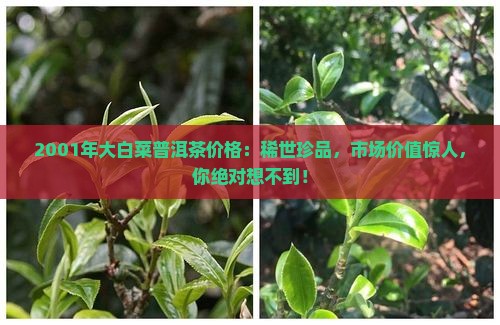 2001年大白菜普洱茶价格