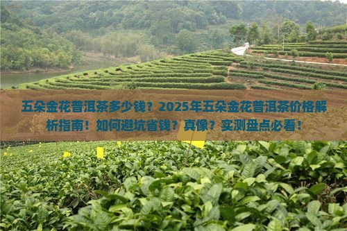 五朵金花普洱茶多少钱