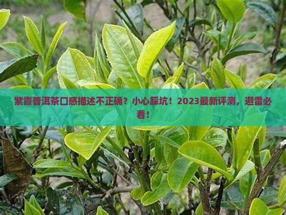 紫霞普洱茶口感描述不正确