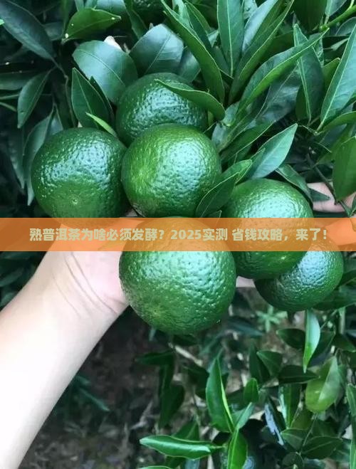 熟普洱茶需要发酵吗