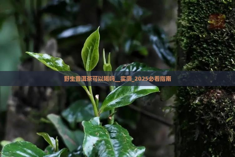 野生普洱茶可以喝吗