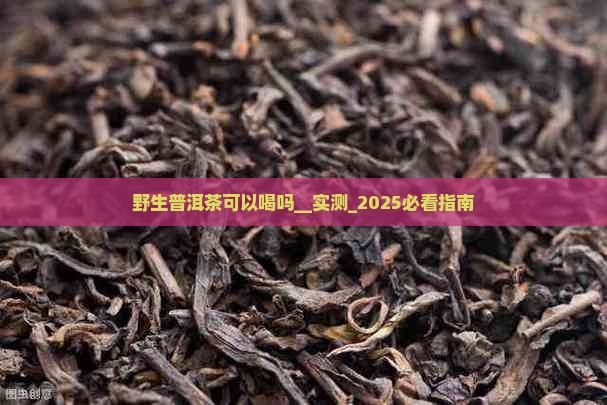 野生普洱茶可以喝吗