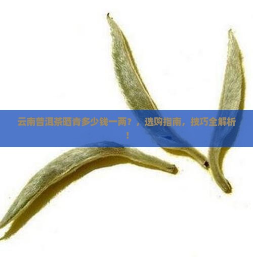 云南普洱茶晒青多少钱一两