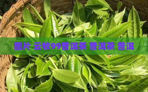 云牧99普洱茶