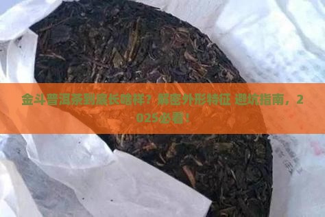 金斗普洱茶外形特征介绍