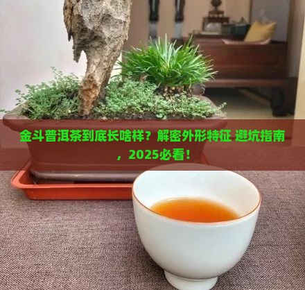 金斗普洱茶外形特征介绍