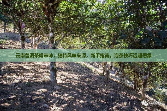 云南普洱茶糯米味