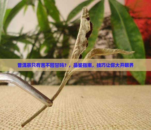 普洱茶只有苦不回甘吗是真的吗