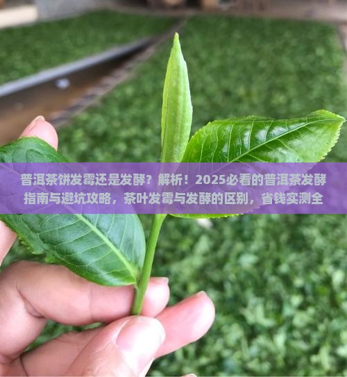 普洱茶饼发霉还是发酵
