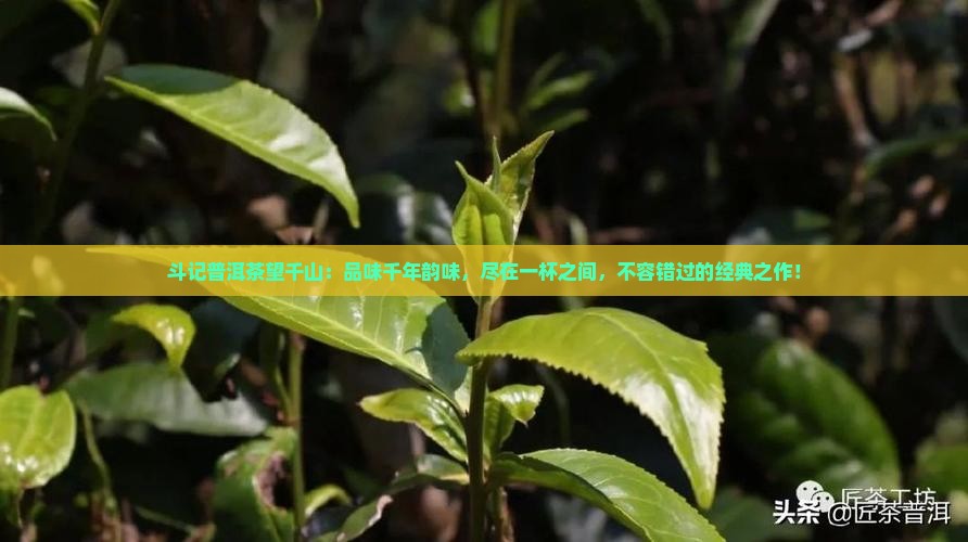 斗记普洱茶望千山