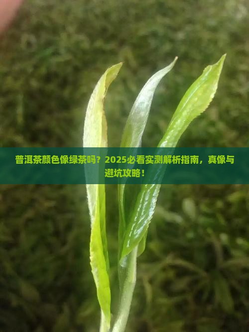 普洱茶有绿茶的颜色吗