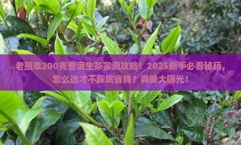 老班章200克普洱生茶