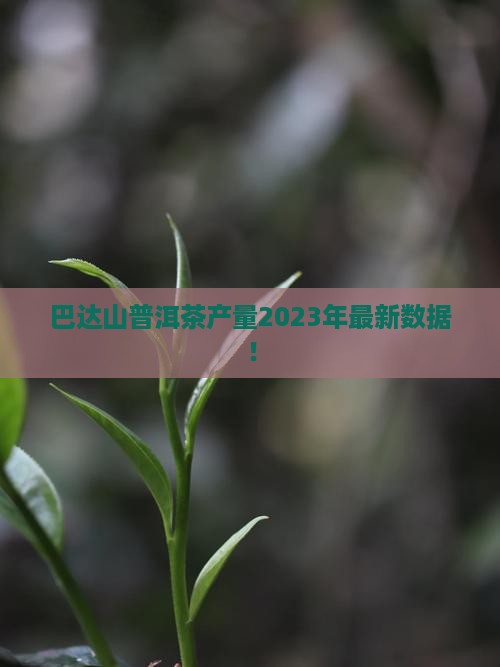 巴达山普洱茶产量