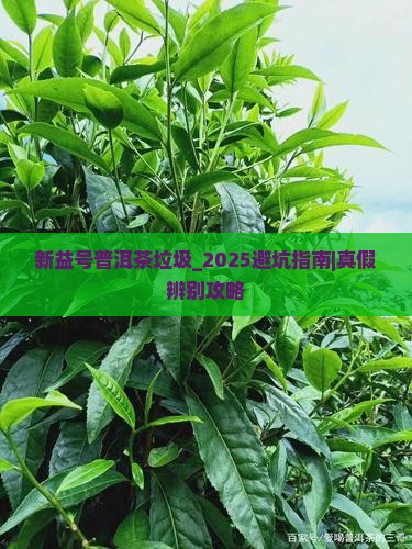 新益号普洱茶垃圾